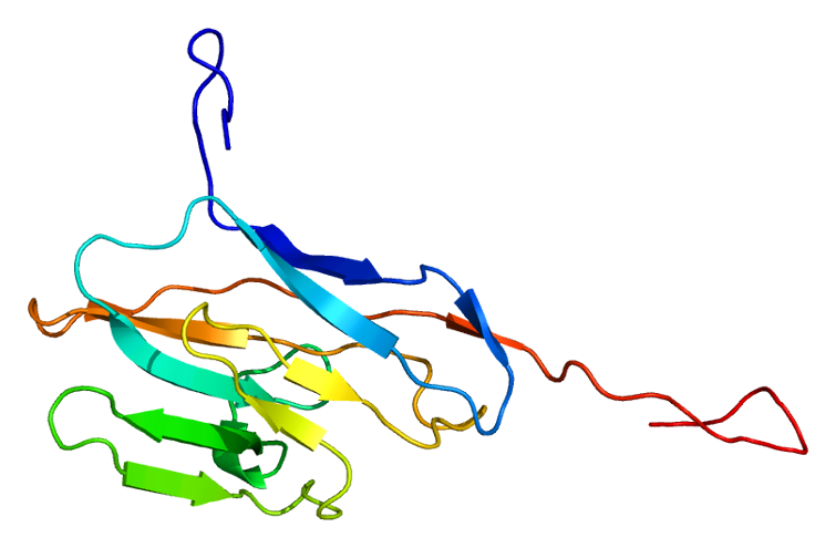 File:Protein CEACAM8 PDB 2dks.png