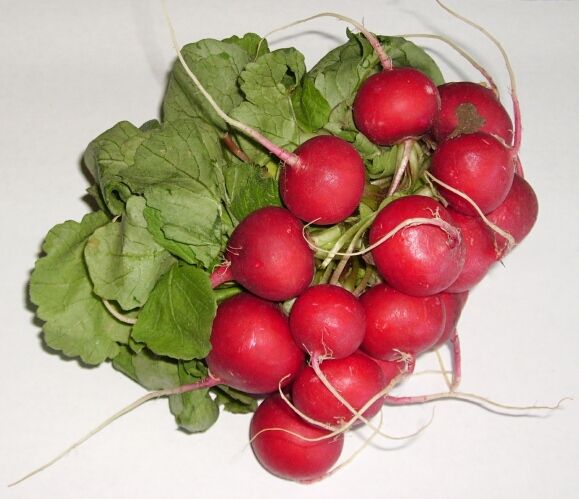 File:Radish.jpg