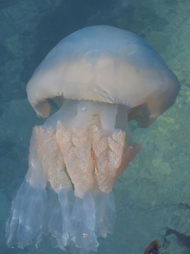 File:Rhizostoma octopus.jpg