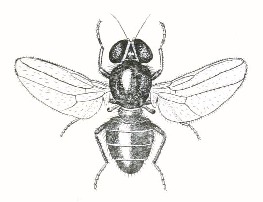 File:Siphunculina funicola tbf.jpg