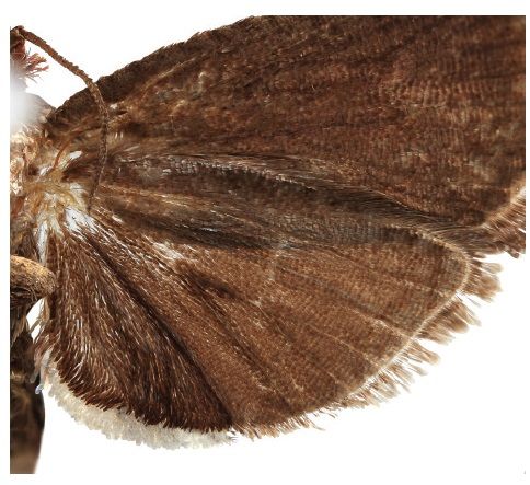 File:Thaumatovalva albolineana underside.jpg