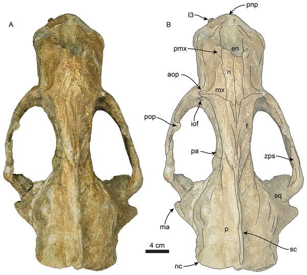 File:Titanotaria dorsal.jpg