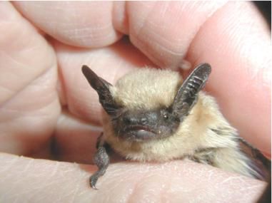 File:Western pipistrelle.jpg