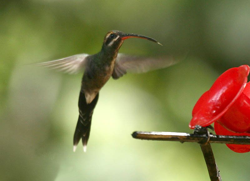 File:White-whiskered Hermit (Phaethornis yaruqui).jpg