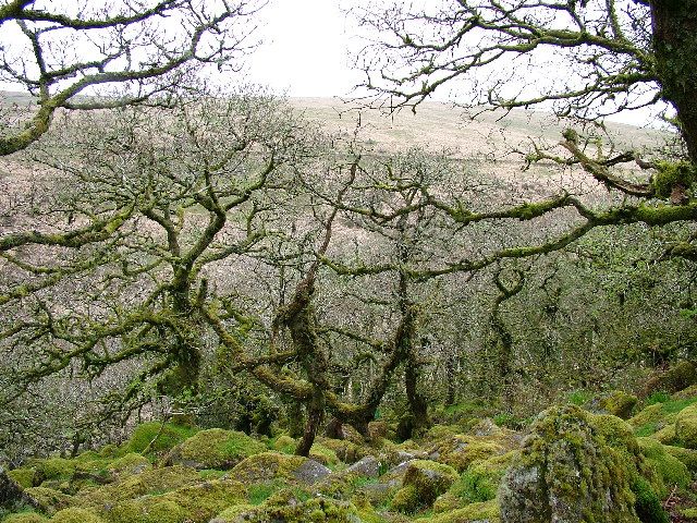 File:Wistman's Wood - geograph.org.uk - 12030.jpg