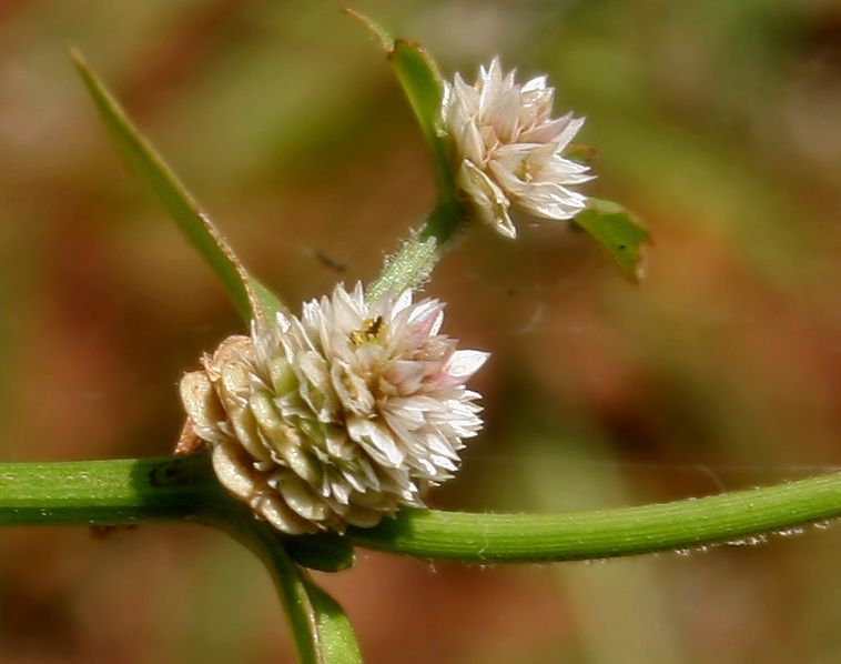 File:Alternanthera sessilis W3 IMG 3422.jpg