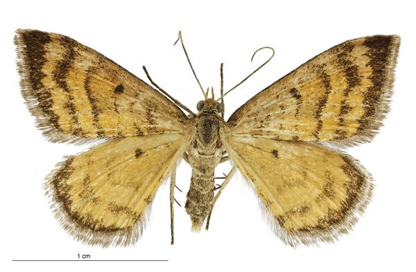 File:Asaphodes abrogata female.jpg