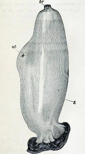 File:Ascidia mentula 001.png