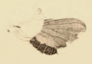 File:Boletina sepulta 1890 pl3 Fig9.png