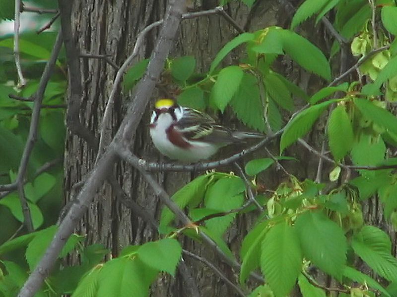 File:Chestnut-sided Warbler-male.jpg