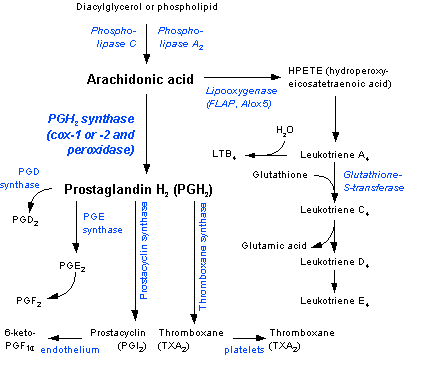 File:Eicosanoid synthesis.png