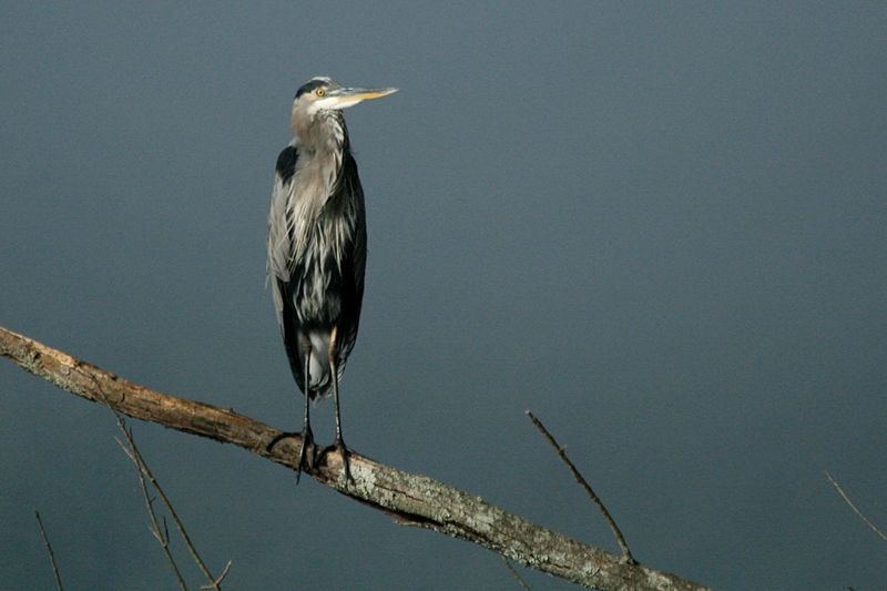 File:Gallery-heron2-800.jpg