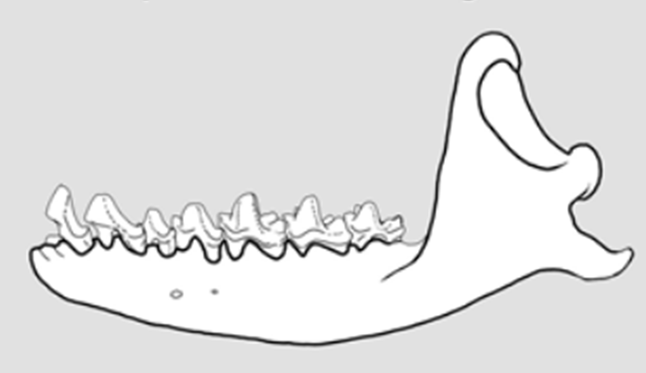 File:Greater Cuban nesophontes jaw.png