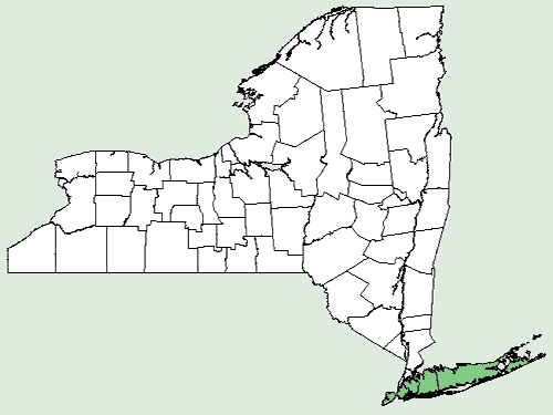 File:Helianthus angustifolius NY-dist-map.png