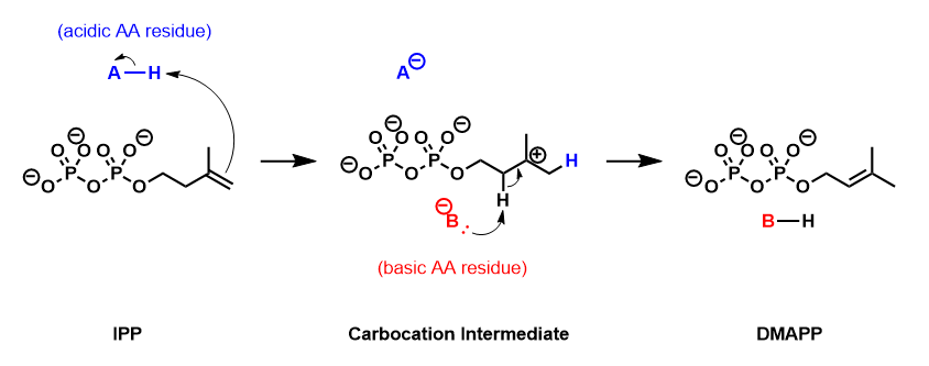 IPP isomerase mechanism