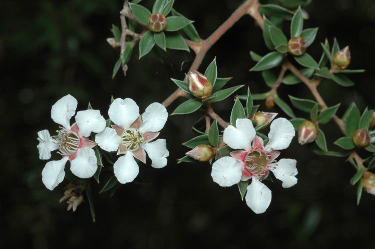 File:Leptospermum petraeum.jpg