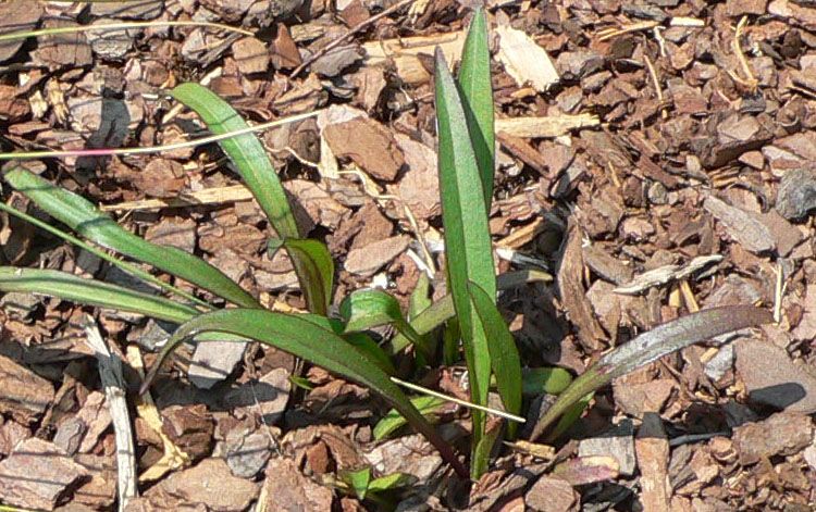 File:Marshallia graminifolia.jpg