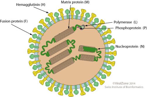 File:Morbillivirus virion2.jpg