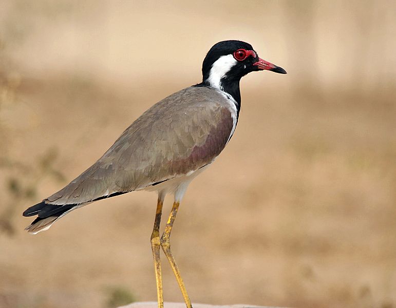 File:Red-wattled Lapwing I IMG 9198.jpg