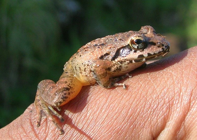 File:Shola talakaverifrog.jpg