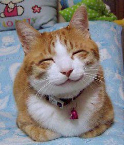 File:So happy smiling cat.jpg