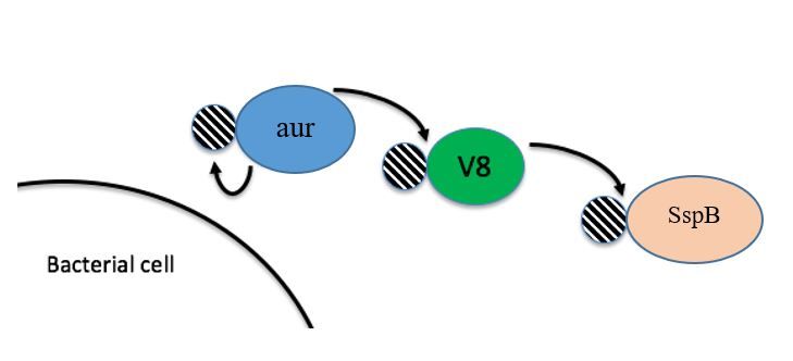 File:Staphylococcal Proteolytic Cascade.jpg