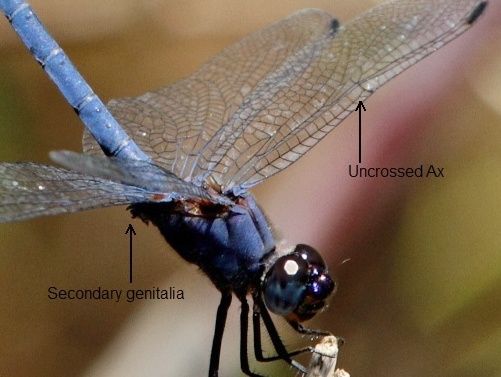 File:Trithemis furva OMAP 16710 annotated detail.jpg