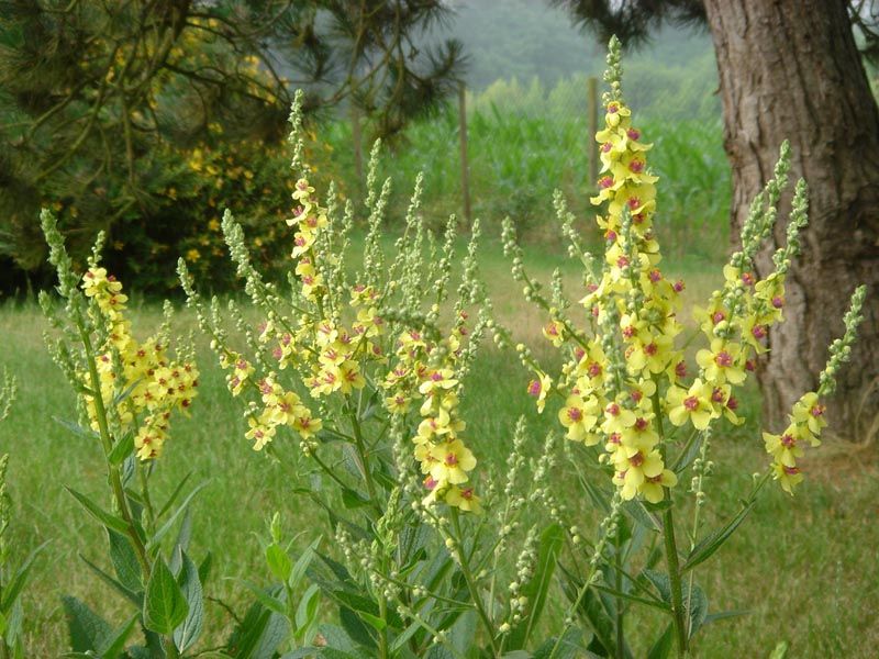 File:Verbascum chaixii 'Sixten Candles' 1.JPG