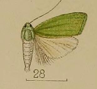 File:28-Prasinoxena metaleuca Hampson, 1912.JPG