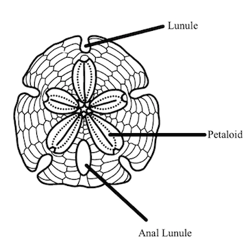 File:Anatomy of Encope emarginata.png