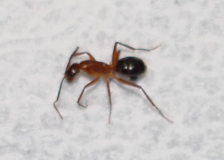 File:Ant for id.jpg