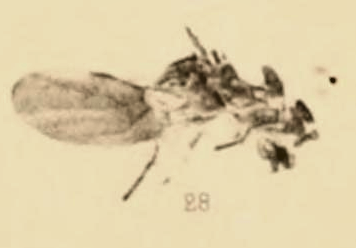 File:Aphaenogaster longaeva 1890 pl3 Fig28.png