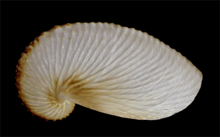 File:Argonauta nouryi eggcase.png