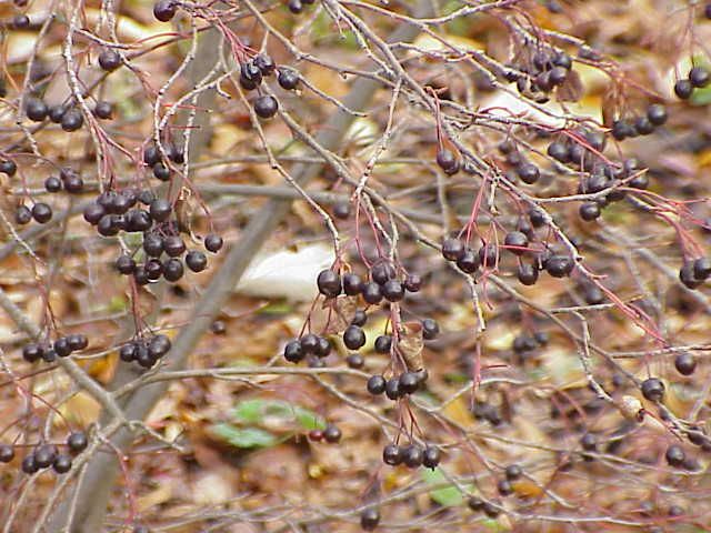 File:Aronia prunifolia1.jpg