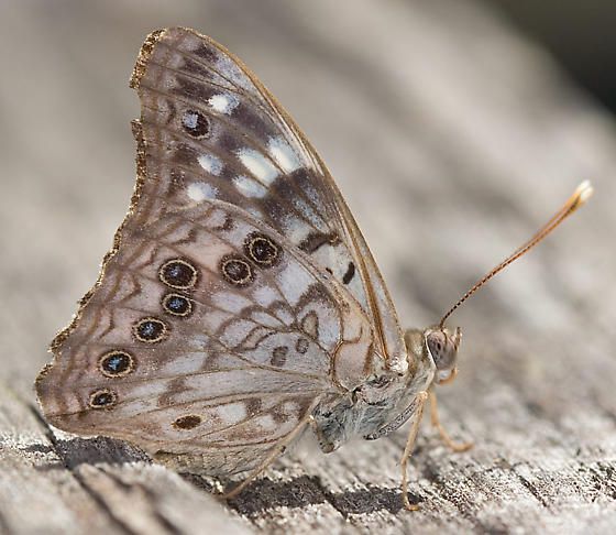 File:Asterocampa celtis1.jpg