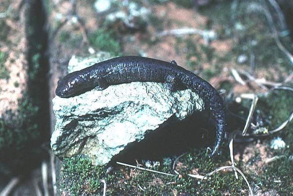 File:Bolitoglossa heiroreias.jpg