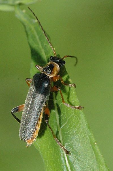 File:Cantharis.nigricans.jpg