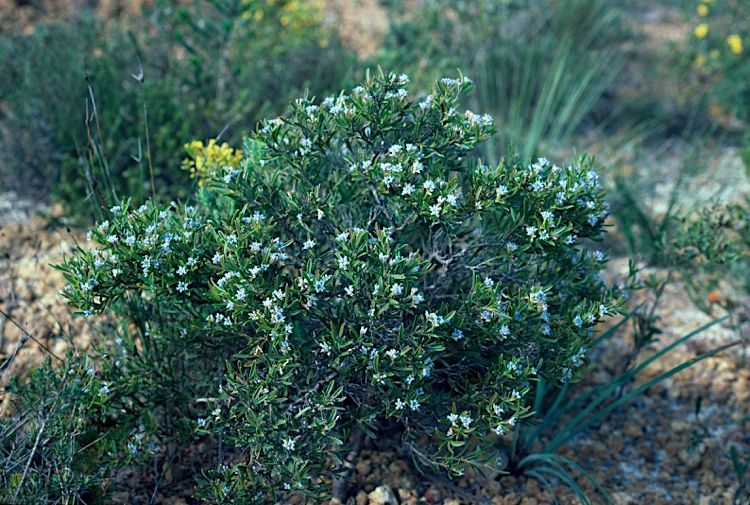 File:Conospermum nervosum.jpg