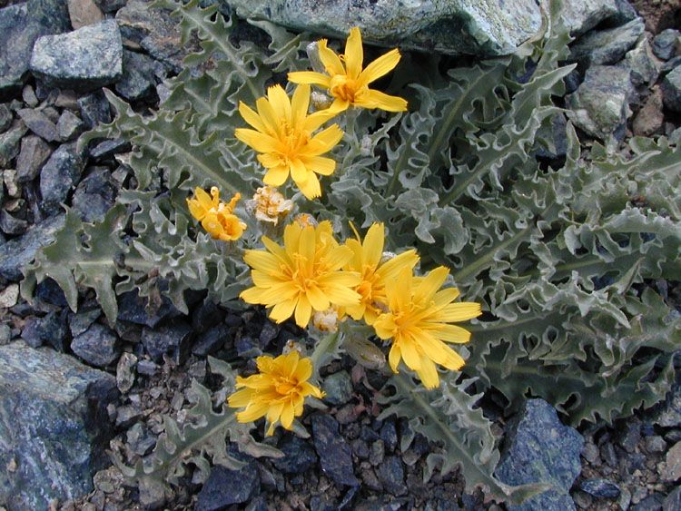 File:Crepis occidentalis.jpeg