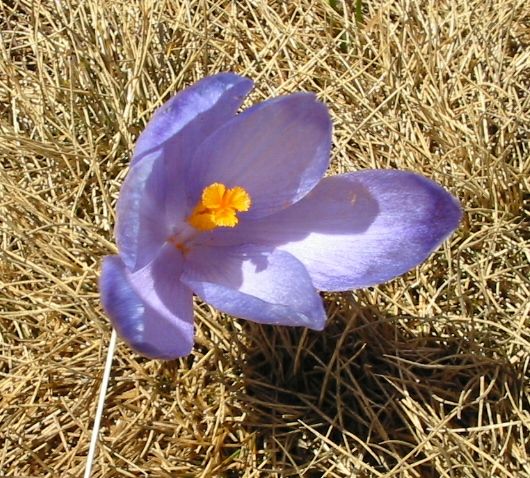 File:Crocus vernus bgiu.jpg