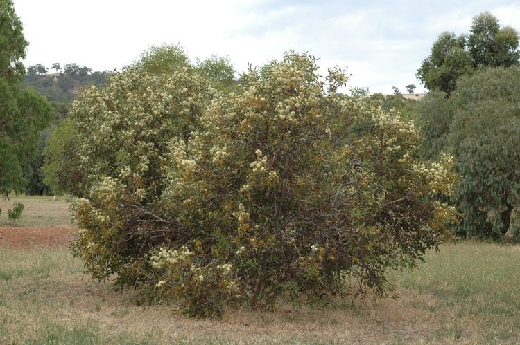 File:Eucalyptus argutifolia habit.jpg