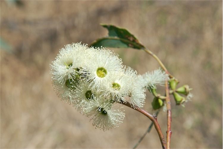 File:Eucalyptus tetrodonta buds.jpg