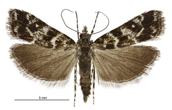 File:Eudonia critica male.jpg