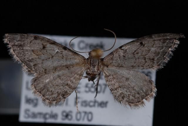 File:Eupithecia borealis.JPG