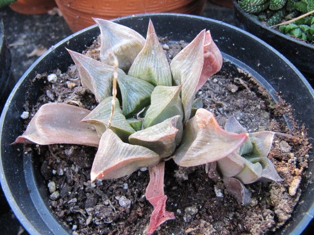 File:Haworthia (4282801355).jpg