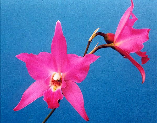 File:Laelia-gouldiana.jpg