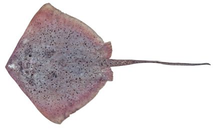 File:Neotrygon picta csiro-nfc.jpg