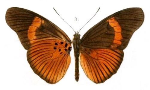 File:Oberthur1893EtudEnt 17Plate3, Pseudacraea kuenowii kuenowii 31.jpg