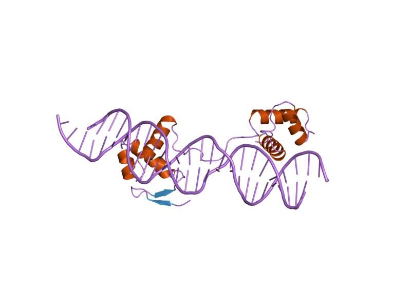 File:PDB 6pax EBI.jpg