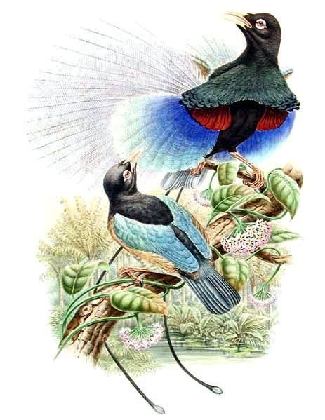 File:Paradisaea rudolphi by Bowdler Sharpe.jpg